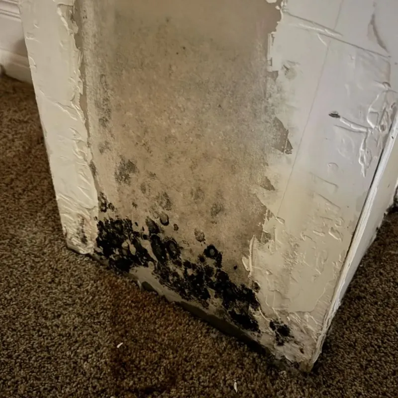 Professional Mold Removal in Clayton County, GA